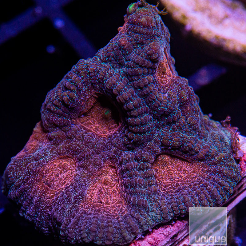 UC Baby's Breath Favia-WYSIWYG