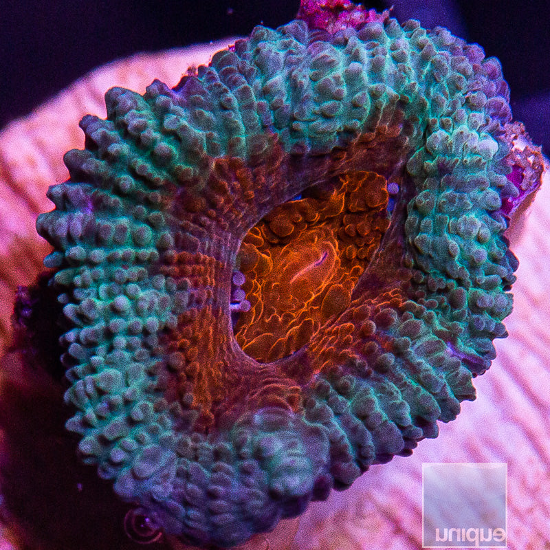 Red Center Acan Lord-WYSIWYG