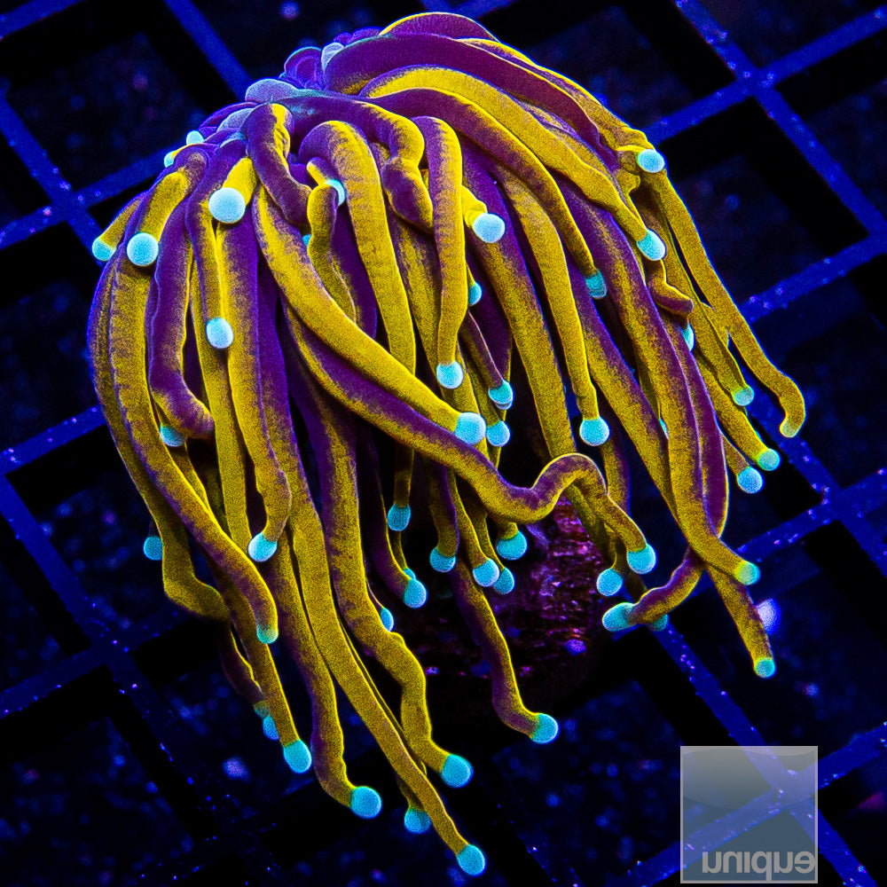 Malay 24k Torch Frag-WYSIWYG