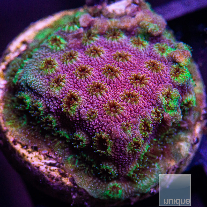 Rainow Cyphastrea-WYSIWYG