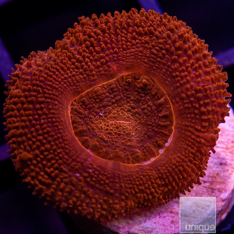 Red Acan Lord-WYSIWYG