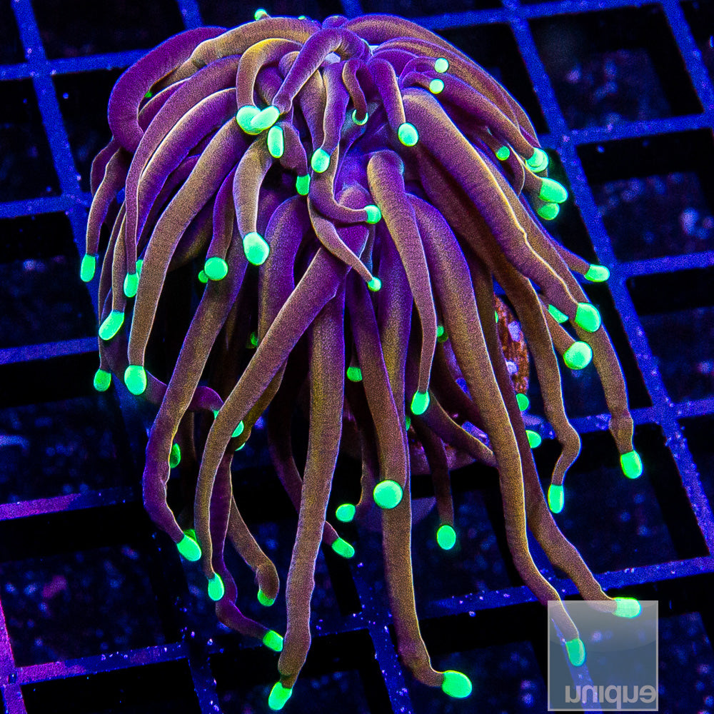 Tiffany Torch-WYSIWYG