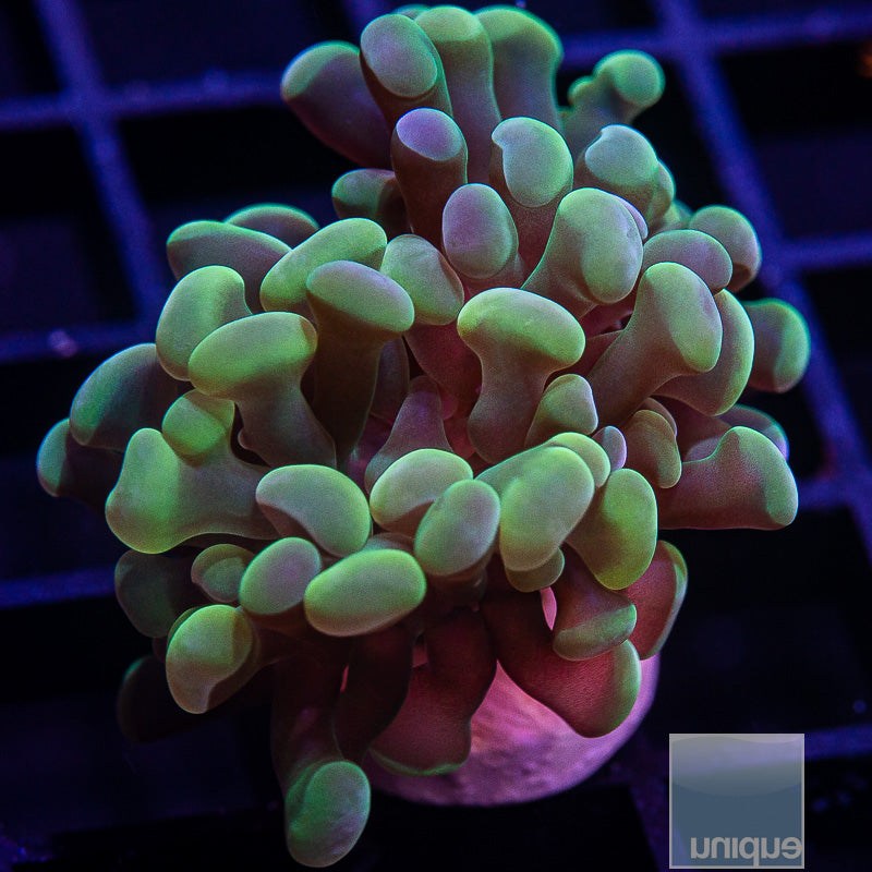 UC Gold Branching Hammer-WYSIWYG