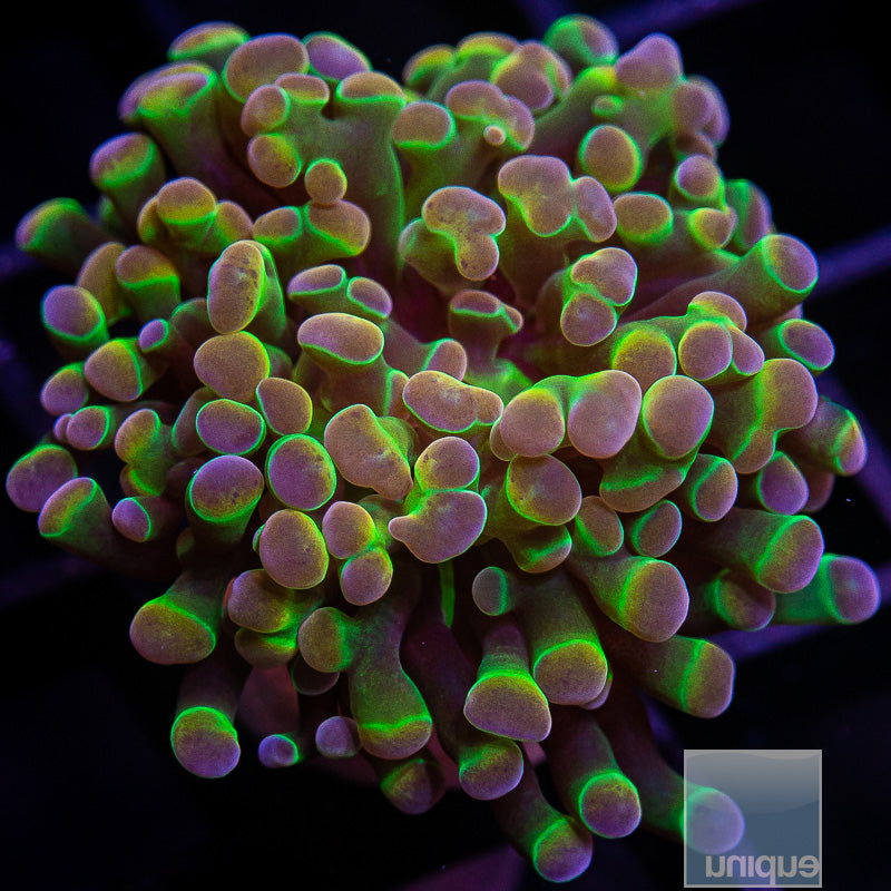 True Unique Corals Hologram Branching Hammer-WYSIWYG