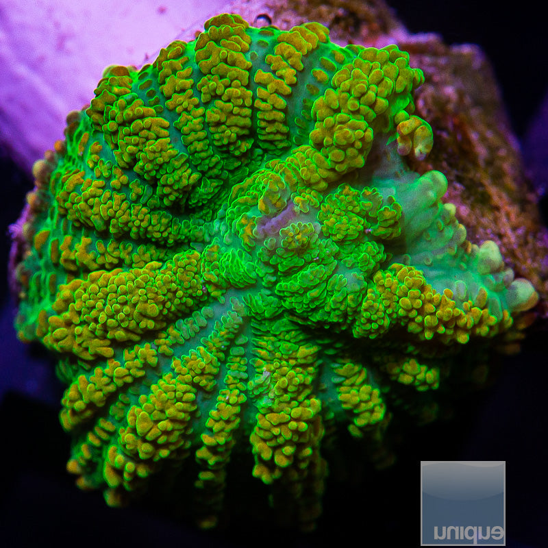 UC Tequila Sunrise Rhodactis-WYSIWYG