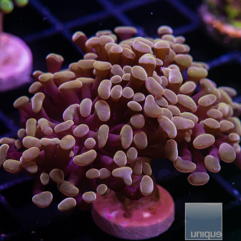 Rose Gold Branching Hammer-WYSIWYG