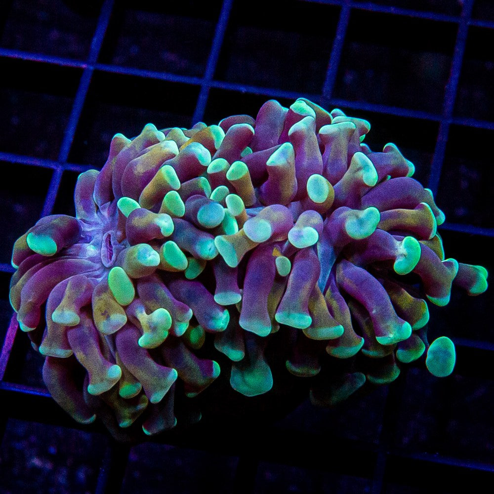 Gold Stem Branching Hammer Double Head-WYSIWYG