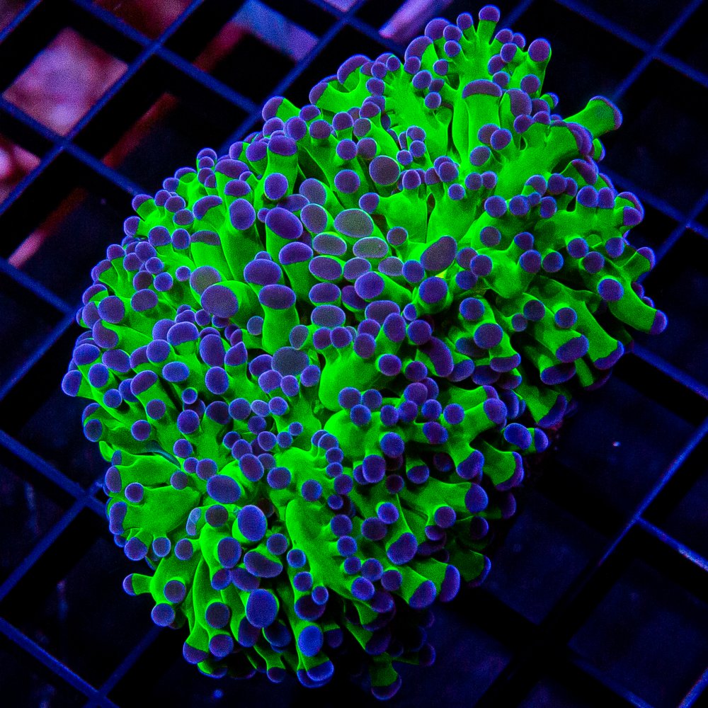 Purple Tip Frogspawn Double Head-WYSIWYG