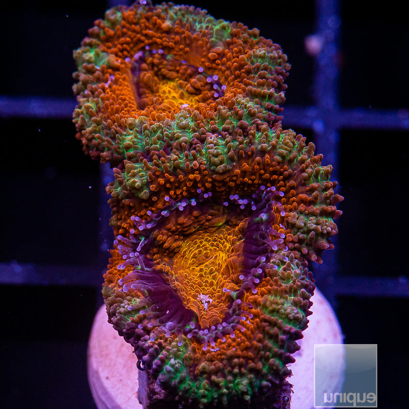Colorful Acan Lord- WYSIWYG