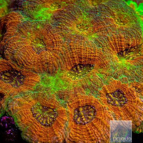 Unique Corals Groovy Echinata- Stock Frag