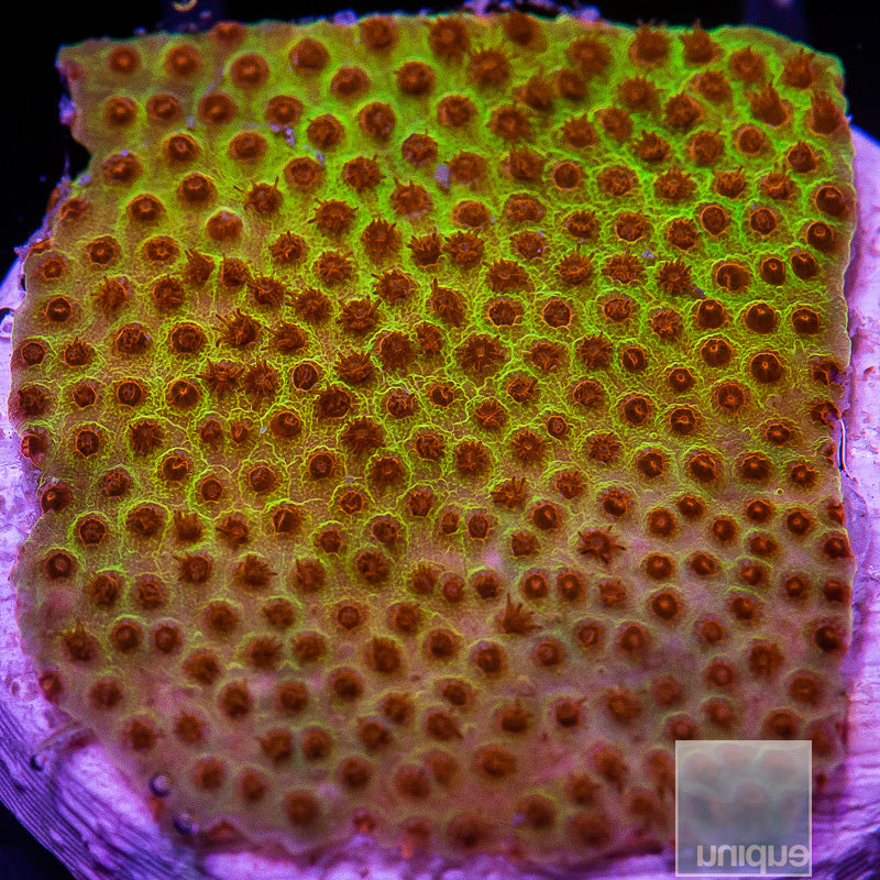 JF Burning Banana Stylo-WYSIWYG