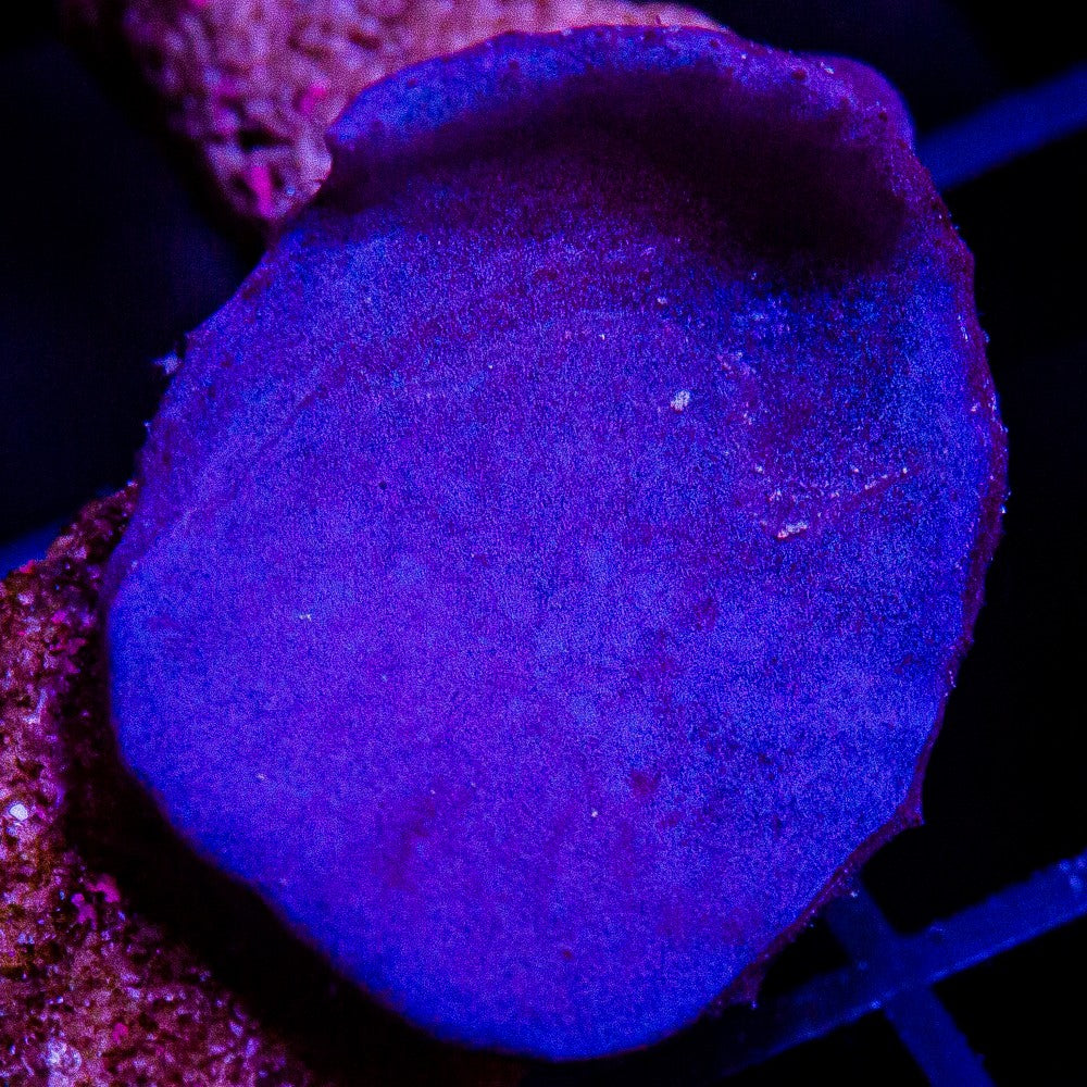 UC Plating Blue Sponge-WYSIWYG