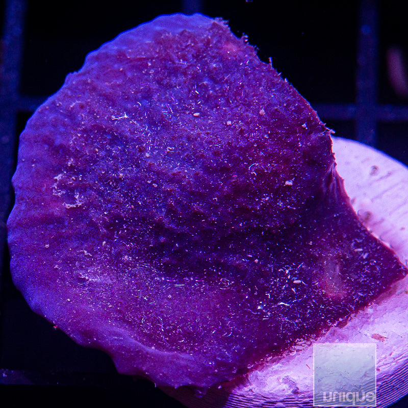 UC Plating Blue Sponge-WYSIWYG