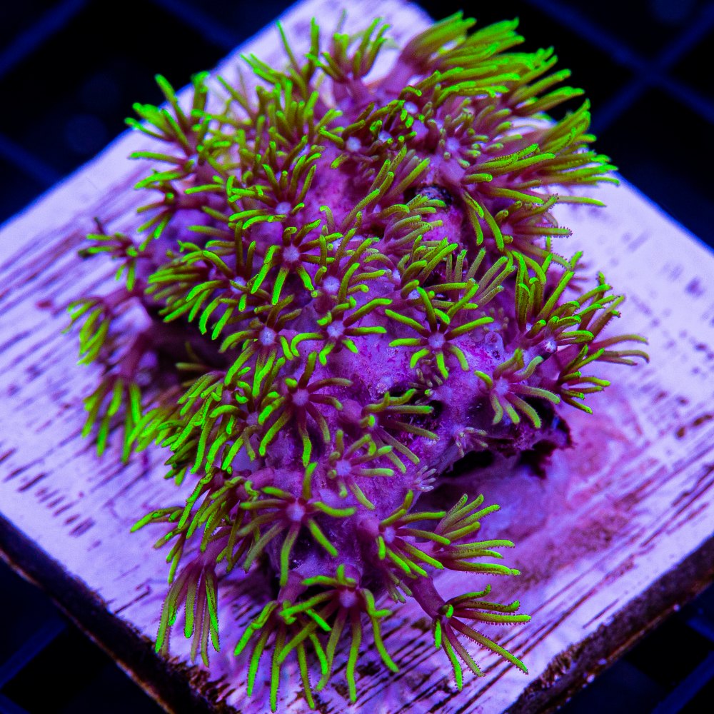 Neon Green Star Polyp-WYSIWYG