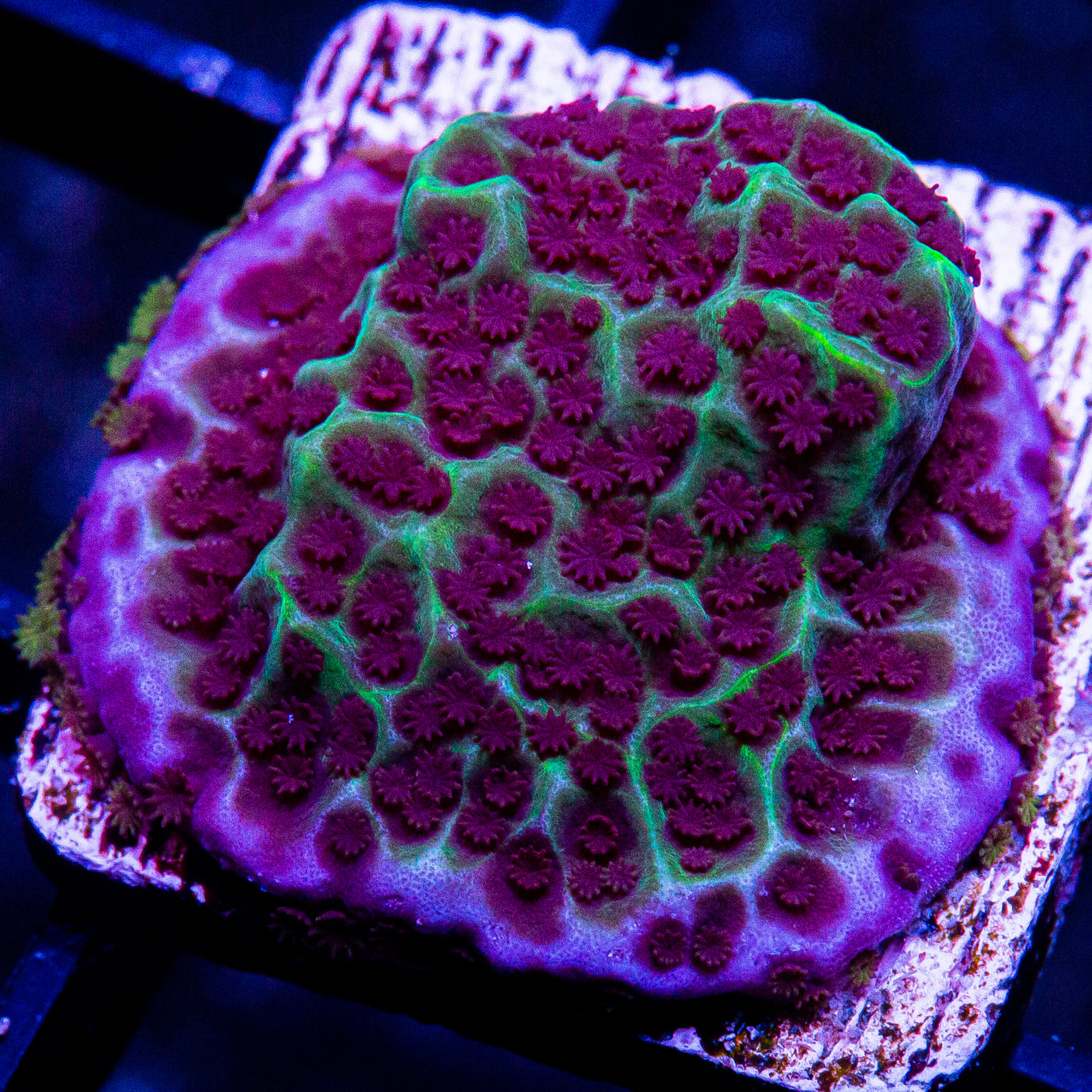 Jedi Mind Trick Montipora Frag-WYSIWYG