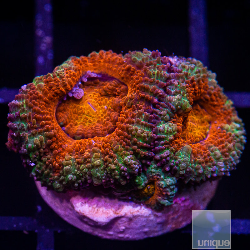 Colorful Acan Lord-WYSIWYG