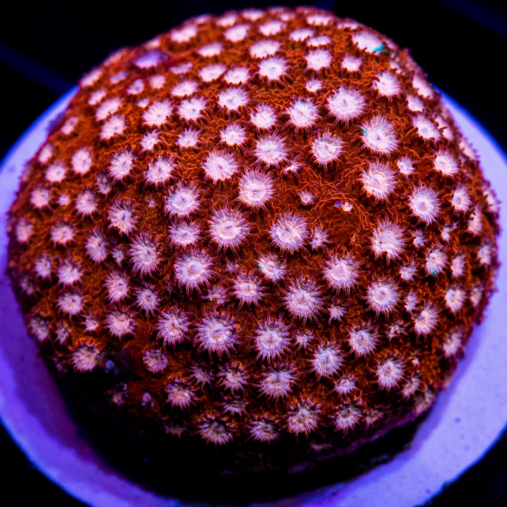 Red Cyphastrea-WYSIWYG