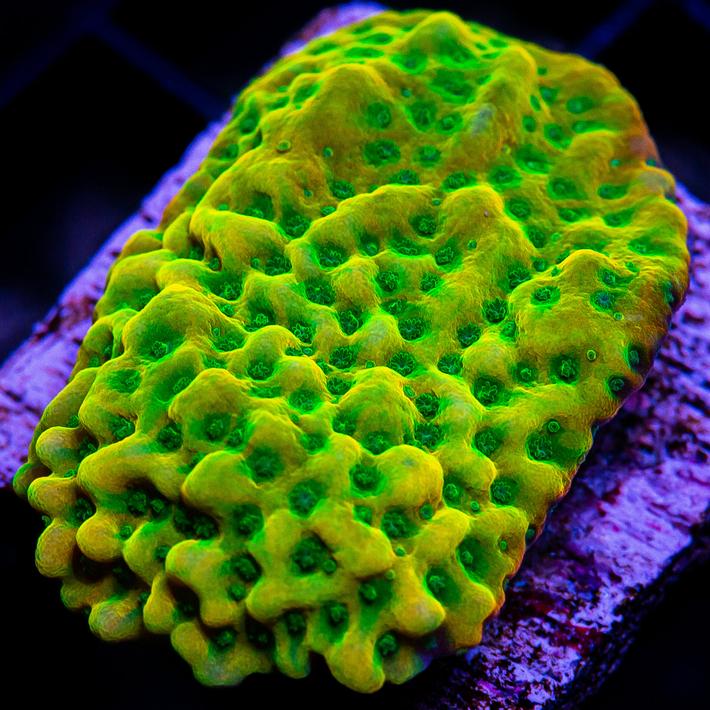 JF Beach Bum Montipora Frag-WYSIWYG