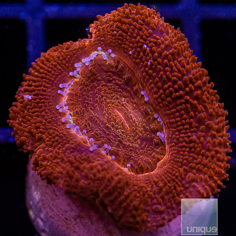 Red Acan Lord-WYSIWYG