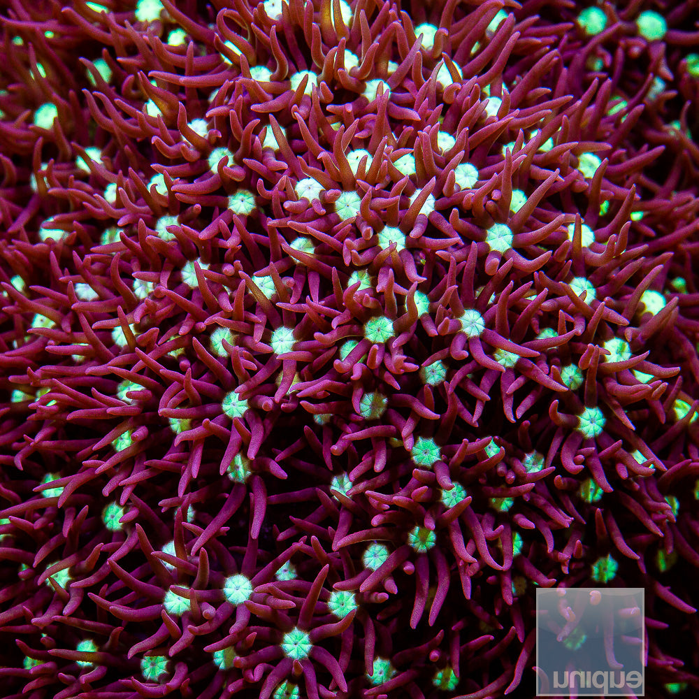 Pachyclavularia sp. Beginner's Star Polyps- Stock Frag