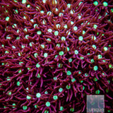 Pachyclavularia sp. Beginner's Star Polyps- Stock Frag