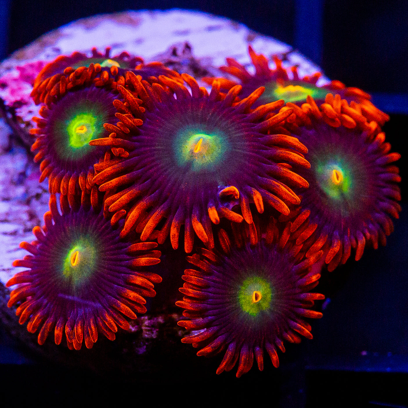 UC Red Skirt Zoanthid Frag-WYSIWYG
