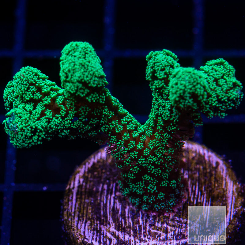 Green Thick Branched Birdsnest-WYSIWYG