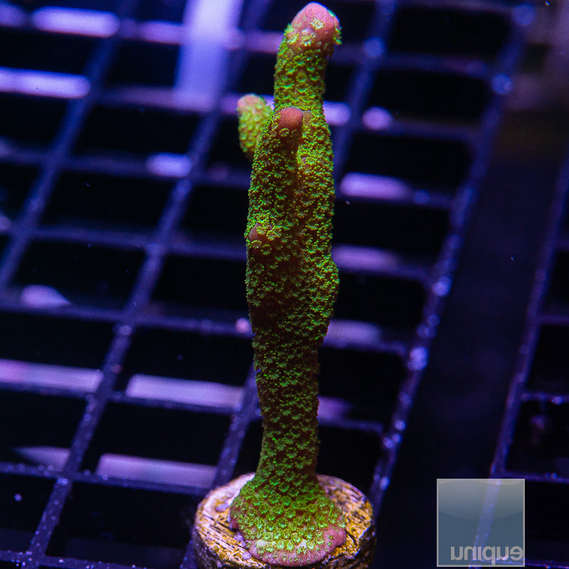 Green Montipora digi-WYSIWYG