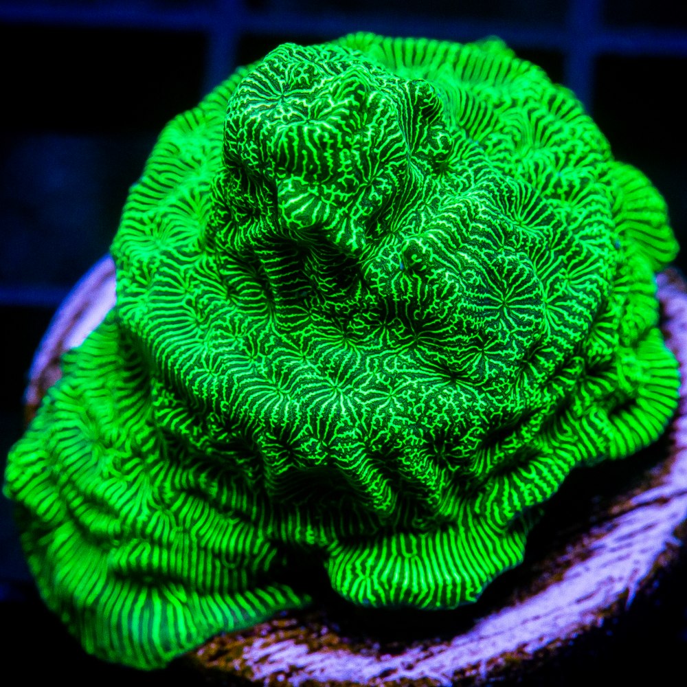 Green Leptoseris-WYSIWYG