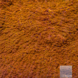 Unique Corals Burnt Orange Chalice-Stock Frag