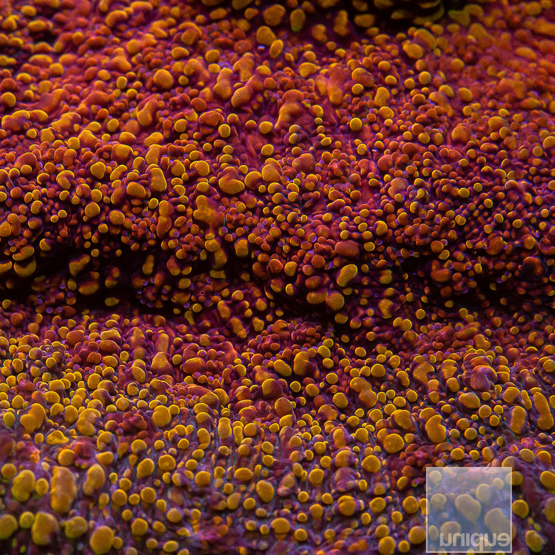 Unique Corals Magma Chalice-Stock Frag