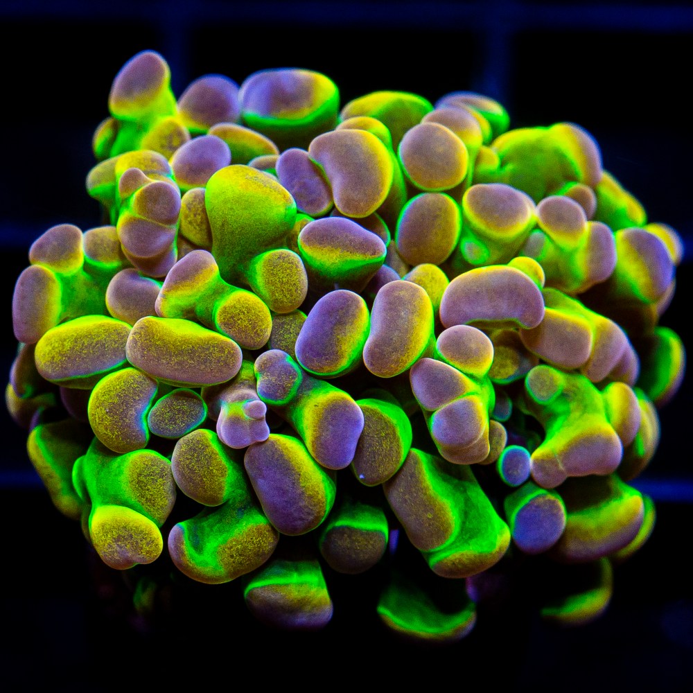 True UC Hologram Branching Hammer-WYSIWYG