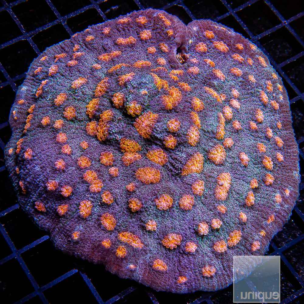 Unique Corals Pumpkin Patch Chalice- Stock Frag