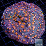 Unique Corals Pumpkin Patch Chalice- Stock Frag
