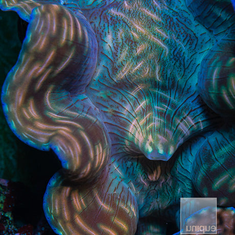 Tridacna derasa 7"-WYSIWYG