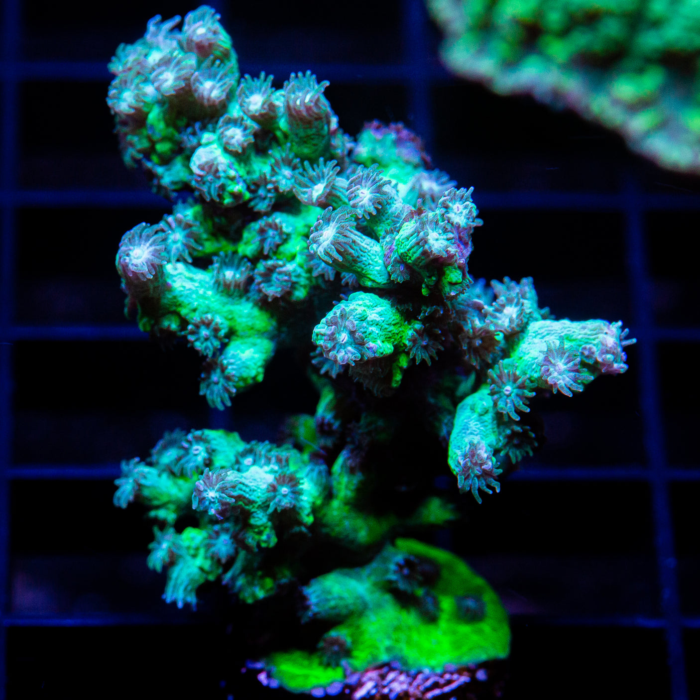 UC Eternal Branching Cyphastrea Frag-WYSIWYG