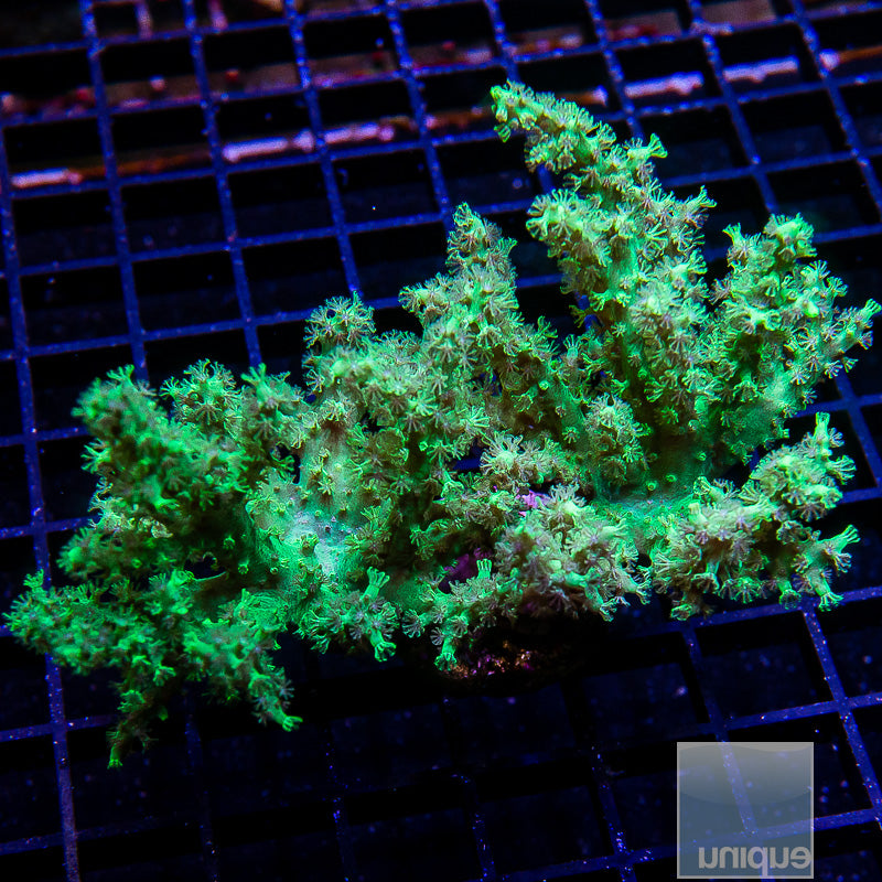 Neon Green Sinularia 3"-WYSIWYG