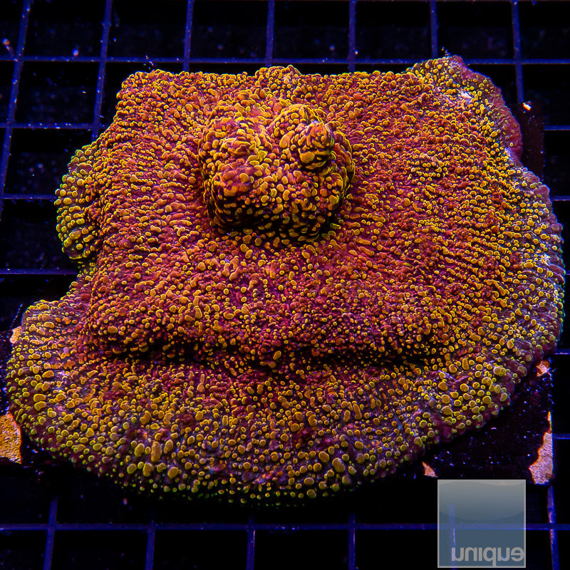 Unique Corals Magma Chalice-Stock Frag