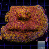 Unique Corals Magma Chalice-Stock Frag