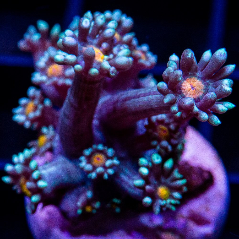 Orange Eye Goniopora-WYSIWYG