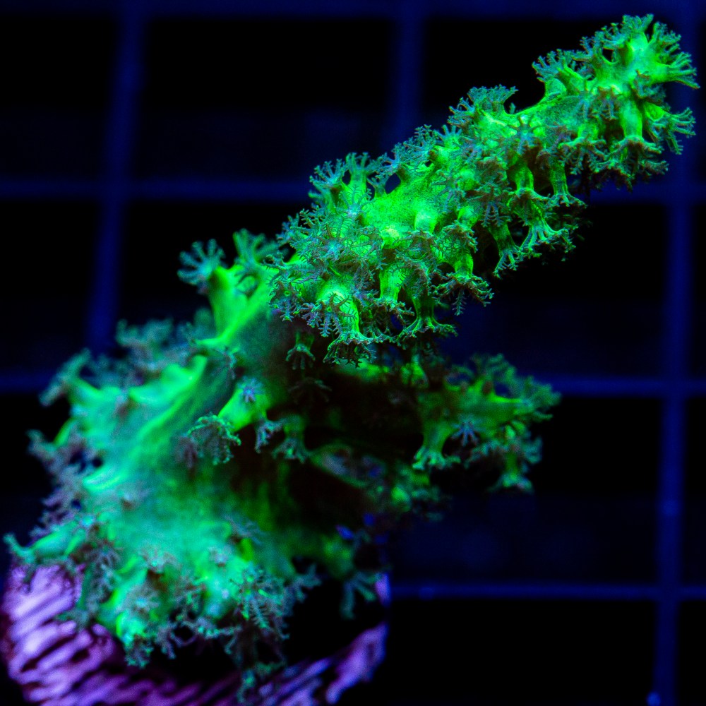 Green Sinularia-WYSIWYG
