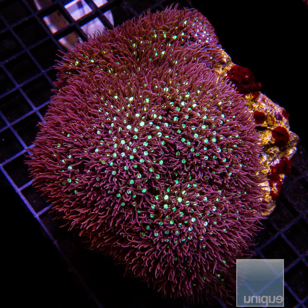 Pachyclavularia sp. Beginner's Star Polyps- Stock Frag