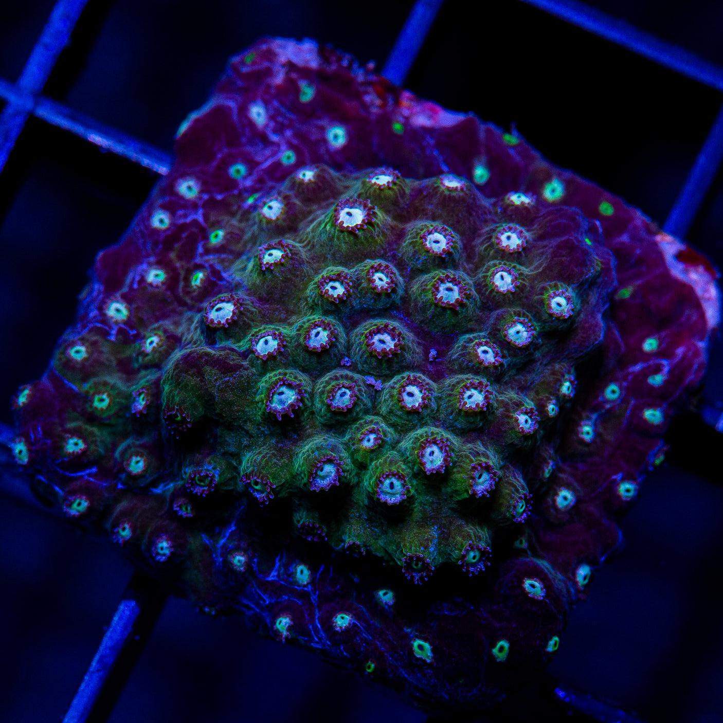 Starry Night Cyphastrea-WYSIWYG