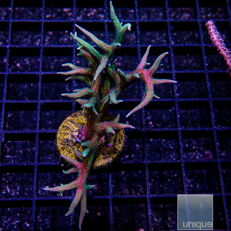 UC Screaming Birdsnest 3"-WYSIWYG