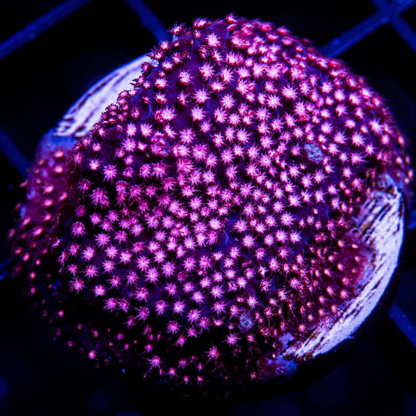 Pink Stylo Frag-WYSIWYG