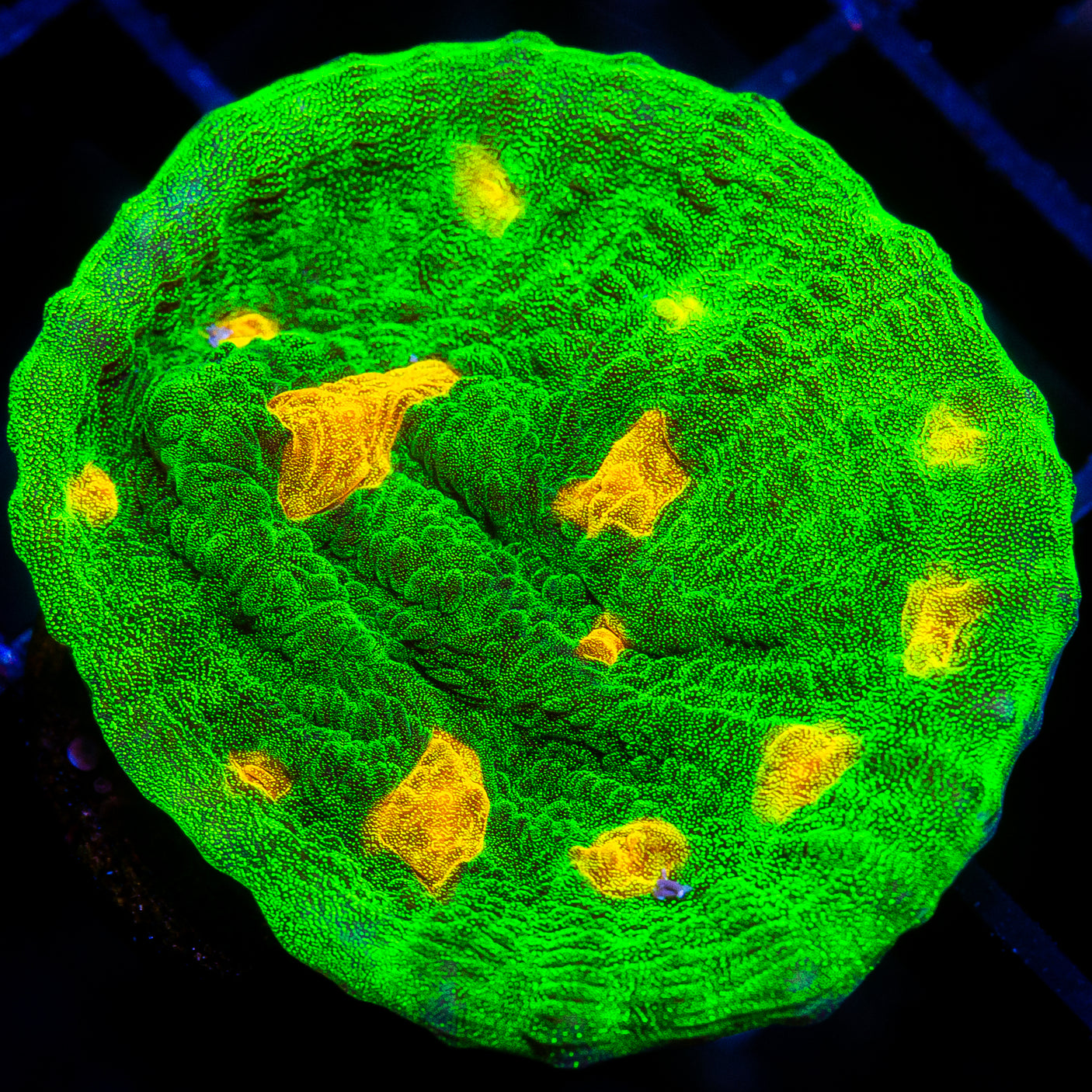 Space Invader Mycedium Frag-WYSIWYG