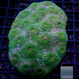 Unique Corals Convict Chalice-Stock Frag