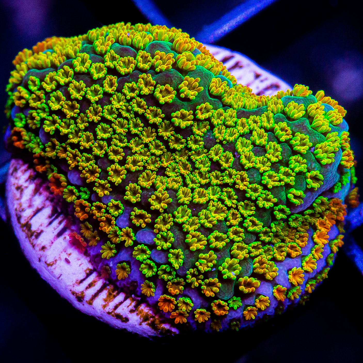 Ultra Montipora Frag-WYSIWYG