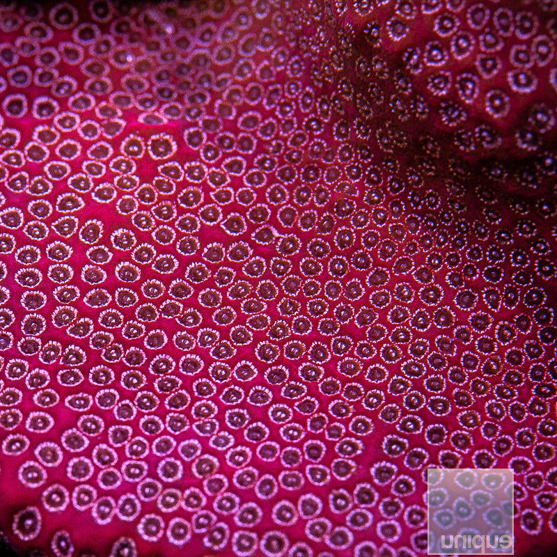 Unique Corals Darth Maul Porites-Stock Frag