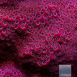 Unique Corals Darth Maul Porites-Stock Frag